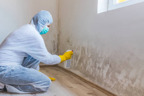 Licensed Basement Mold Remediation service in Wayne, IL - Car Mold Remediation