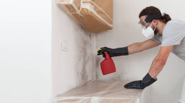 Professional Basement Mold Remediation technician working in Wayne, IL