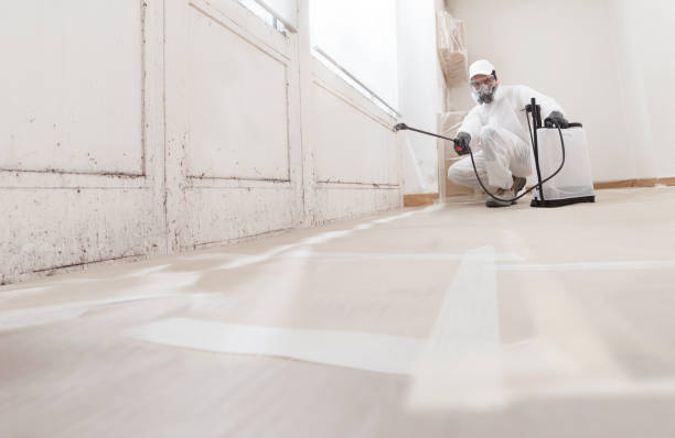 24/7 Emergency Basement Mold Remediation experts in Wayne, IL